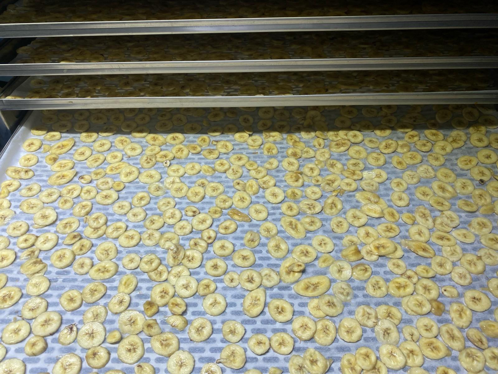 Banana slices on trays inside an industrial drying oven