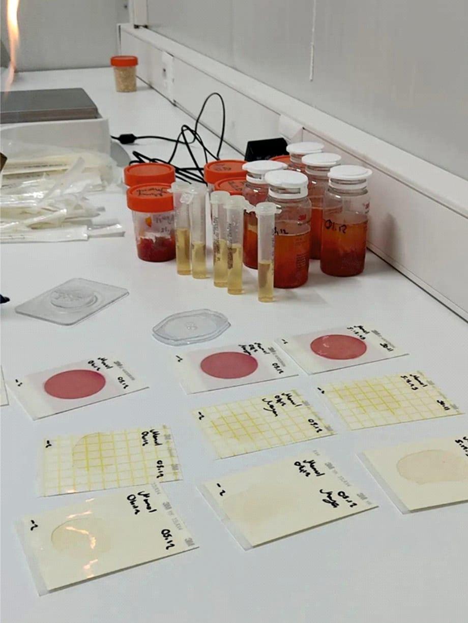 Microbiology test plates and sample jars on a laboratory bench