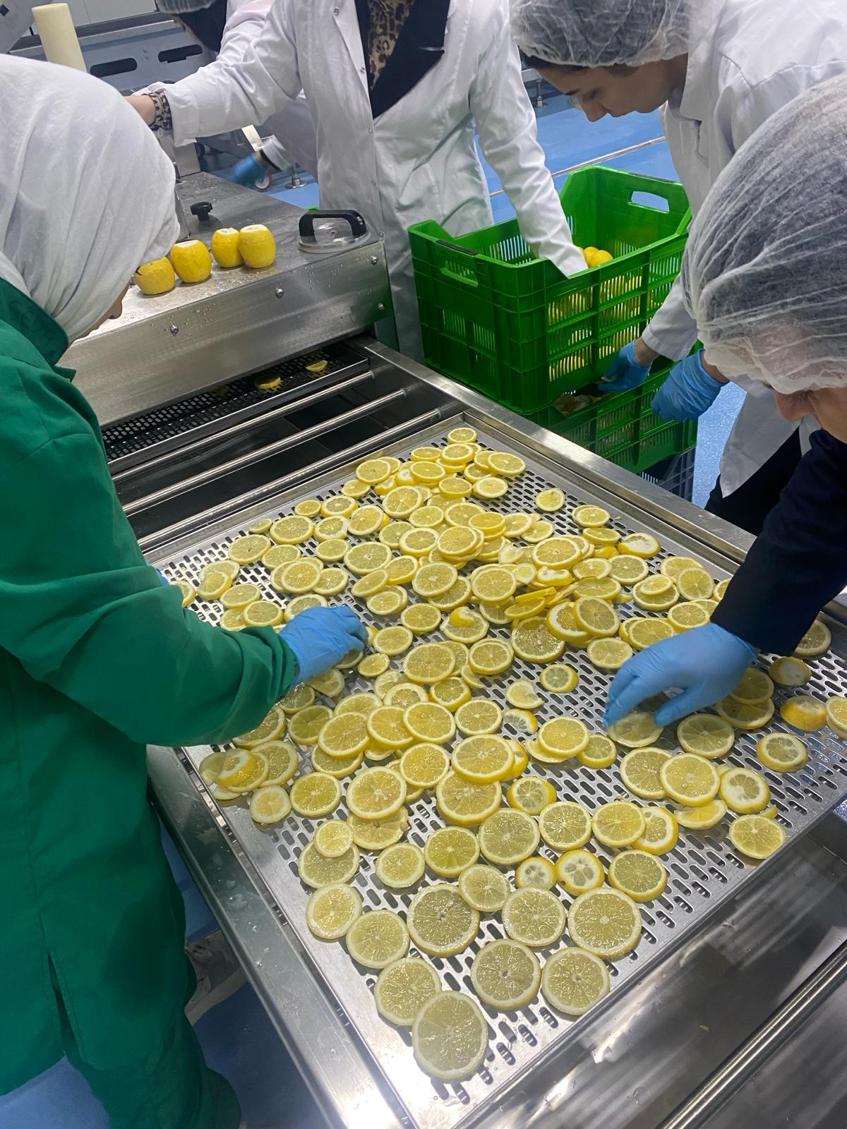 Workers arranging fresh lemon slices on a stainless steel drying line