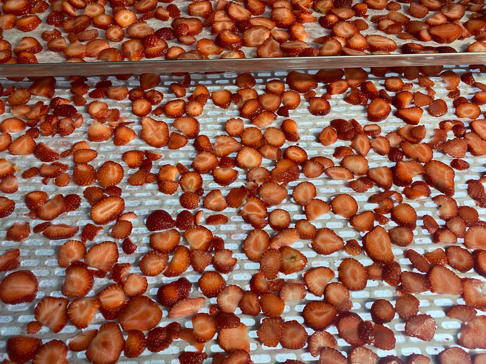 Fresh strawberry slices spread on drying trays